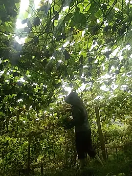 ngan-cute online show from 07-17-26, 02:09