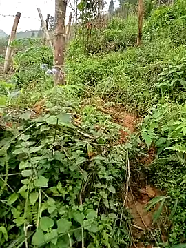 ngan-cute online show from 03-24-26, 12:43