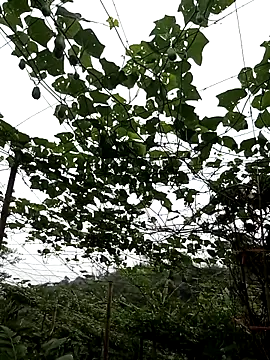 ngan-cute online show from 04-30-26, 07:48