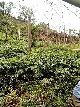 ngan-cute online show from 03-26-26, 04:44