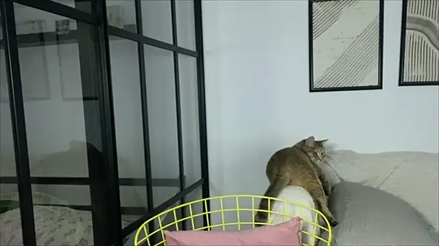 WonderMira online show from 11-14-25, 11:14