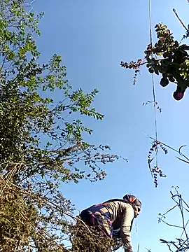 Hot-honi online show from 12-18-25, 07:35