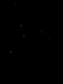 MODEST11 MMiILOO AMARO online show from 02-13-26, 11:38