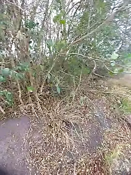 magraocam online show from 10-30-25, 03:53