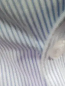 bingxin- online show from 12-19-25, 05:21