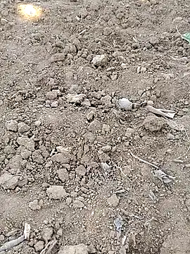 Shreyaaa 1 online show from 11-08-25, 09:02