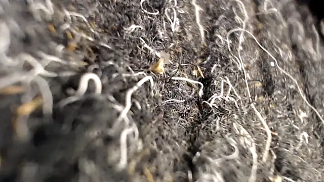 BiglovelyXXL online show from 04-02-26, 03:46