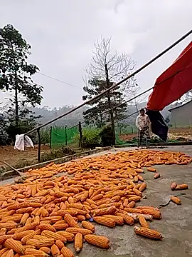 Tin tanny online show from 11-24-25, 02:11