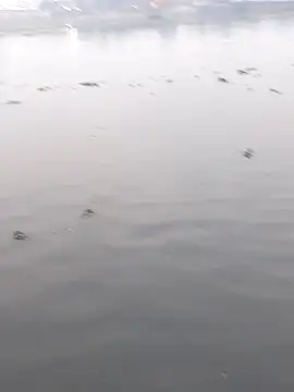 Bangladeshi Big male online show from 12-02-25, 11:12