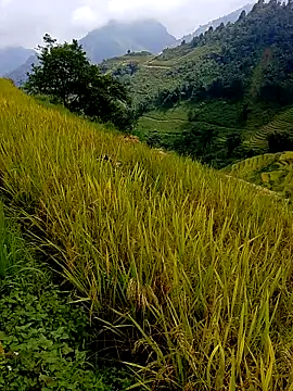 samsam-bae online show from 09-14-25, 06:25