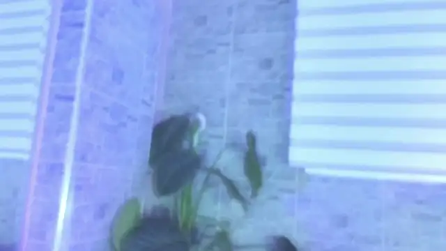 SophiaBloss online show from 11-22-25, 12:26