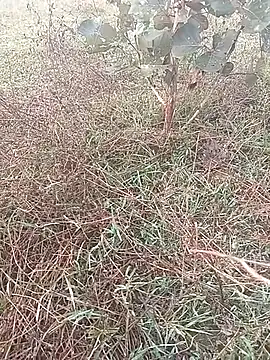 AgitatedStrip9 online show from 11-04-25, 01:53