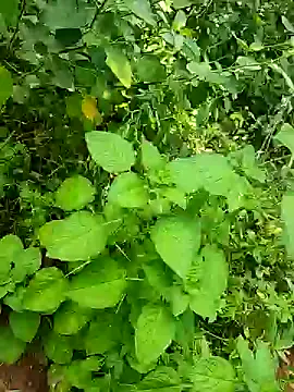 telugumodda4396 online show from 10-25-25, 05:50