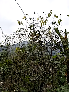 xuxulovezz online show from 01-08-26, 01:00