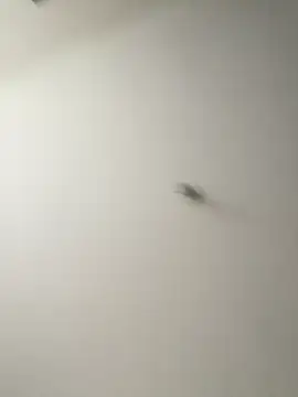 Dania Oconor online show from 01-06-26, 10:14