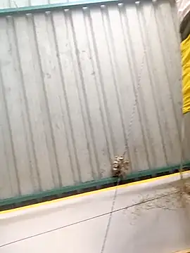 harinisree online show from 10-31-25, 05:37