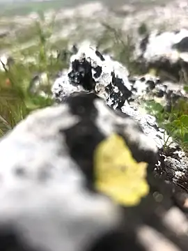 Sert erkek21 ysm online show from 04-09-26, 01:28