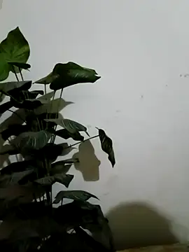 Snapshot of Jessica-03 chatting on 03-04-26, 04:59 Jessica-03 online show from 03-04-26, 04:59