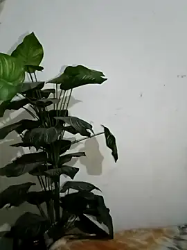 Jessica-03 online show from 03-06-26, 05:52