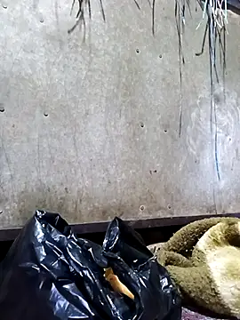 Snapshot of Hot_cauple_indian chatting on 02-17-26, 08:06 Hot cauple indian online show from 02-17-26, 08:06