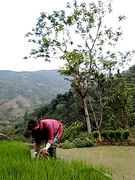 Noelle-e online show from 04-11-26, 10:41