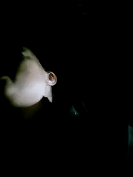 Noelle-e online show from 02-14-26, 12:16