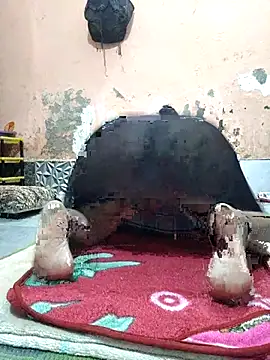 CUTE-GIRL-1 online show from 04-03-26, 05:08