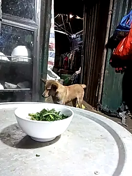 doggy-00 online show from 06-10-26, 11:06