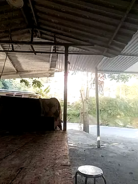 yoyo-mi online show from 11-27-25, 12:55