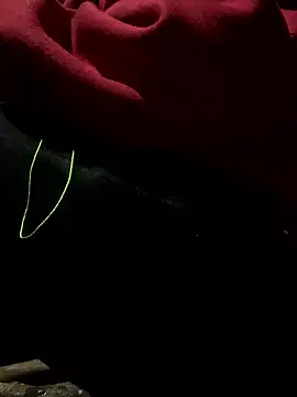 bi-bo123 online show from 01-09-26, 01:56