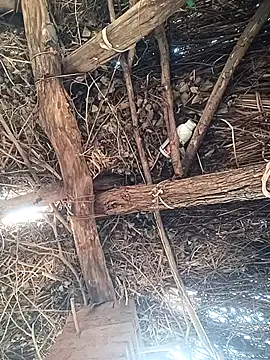 Chinki pande online show from 12-02-25, 08:49