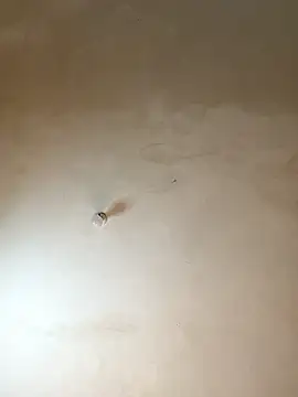 NiaLong21  online show from 01-17-26, 09:57