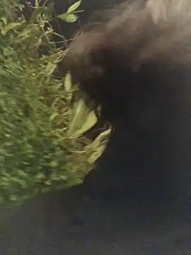 Trangbabylove online show from 03-25-26, 02:49