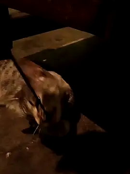 Snapshot of Adrian_sxp chatting on 11-18-25, 04:38 Adrian sxp online show from 11-18-25, 04:38