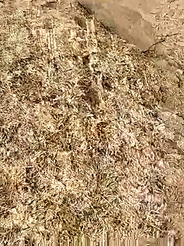 Meow buggie online show from 01-13-26, 10:41