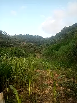nangmo online show from 05-17-26, 10:48