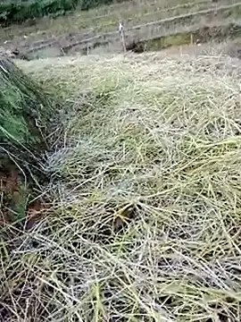 beba1100 online show from 11-25-25, 08:36