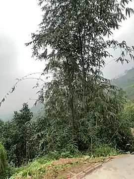 Him MountainGirl online show from 03-20-26, 12:44