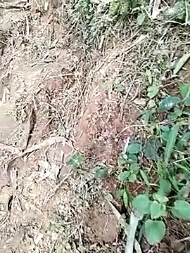 neko-nancy online show from 01-19-26, 09:02