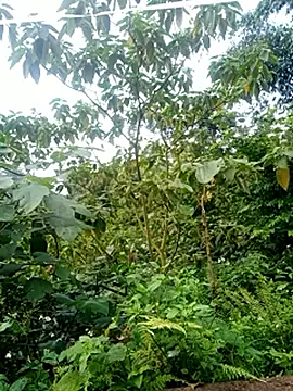little-effy online show from 05-21-26, 10:23
