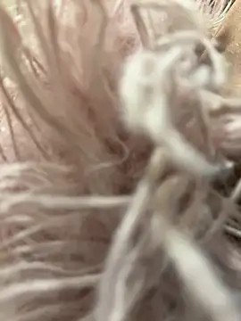 mengmeng776 online show from 02-12-26, 01:33