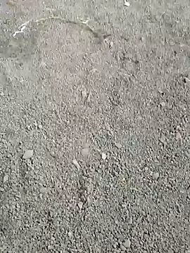 ancyauhuss online show from 12-22-25, 03:17