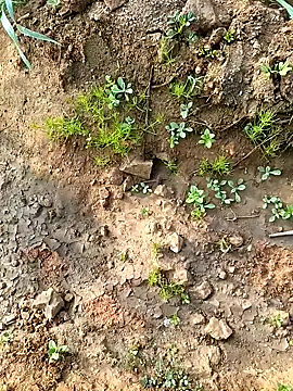 Alisha beby143 online show from 01-10-26, 03:46