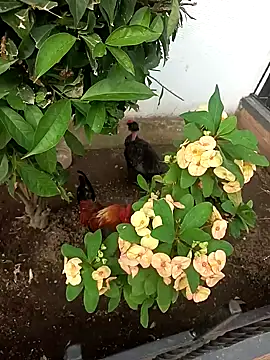 Asia 37 online show from 02-15-26, 10:41