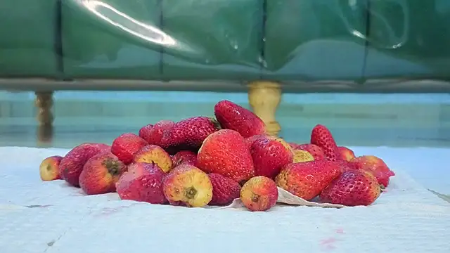 zarcasutra t online show from 03-31-26, 12:51