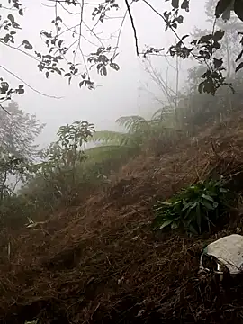 cdyyds-69 online show from 01-15-26, 01:53