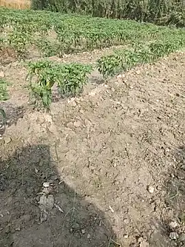 Shivanisingh4 online show from 03-29-26, 03:19