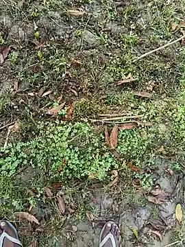 Shivanisingh4 online show from 03-30-26, 02:02