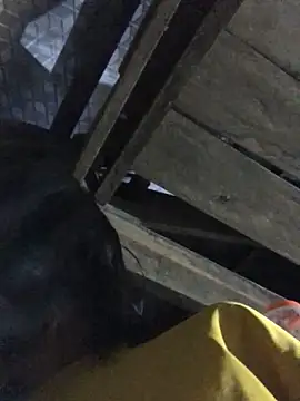 sun-shii online show from 03-22-26, 11:28