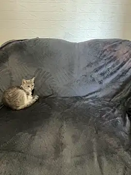 AlisRoxy online show from 02-22-26, 06:16